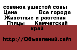 совенок ушастой совы › Цена ­ 5 000 - Все города Животные и растения » Птицы   . Камчатский край